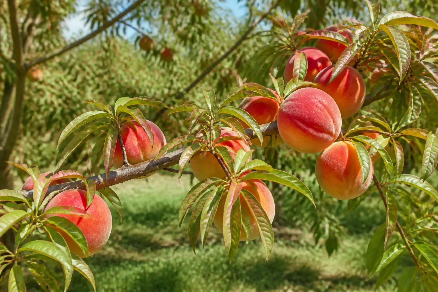 Healthy peach foliage and fruit on a productive branch for comparison
