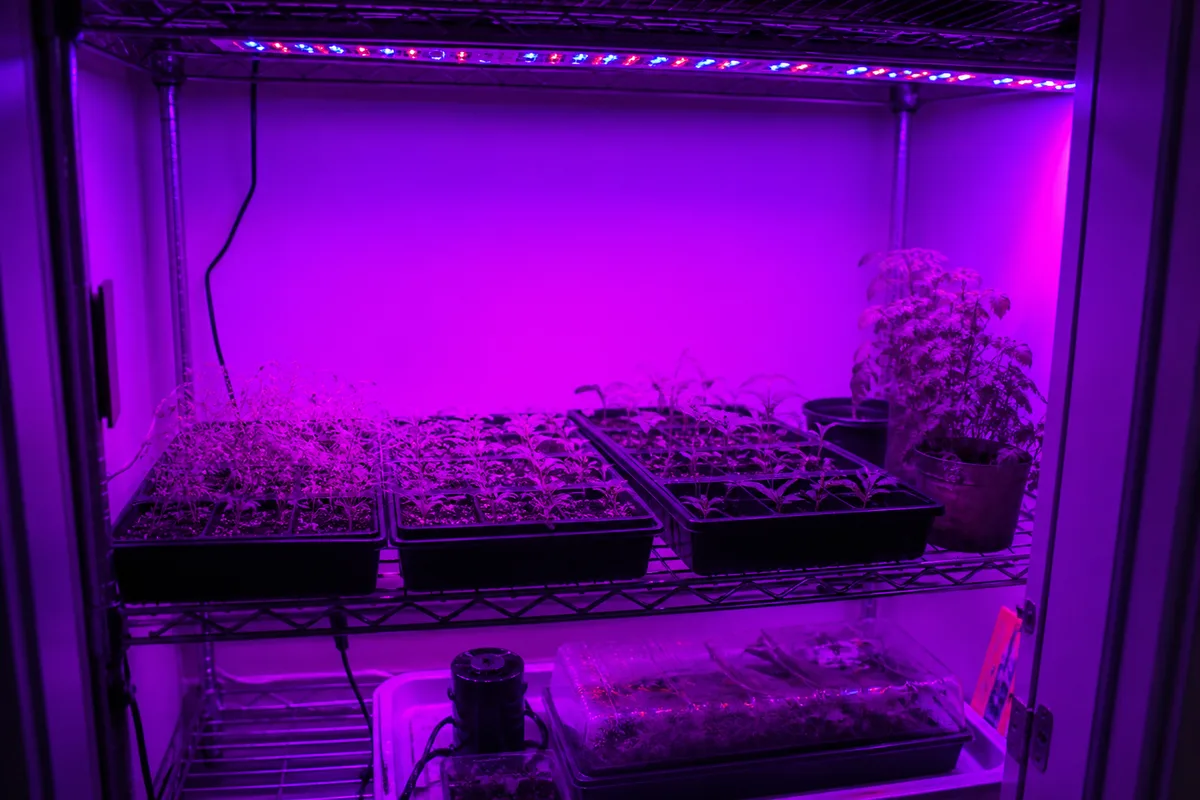 An indoor grow-light shelf providing supplemental light to potted plants