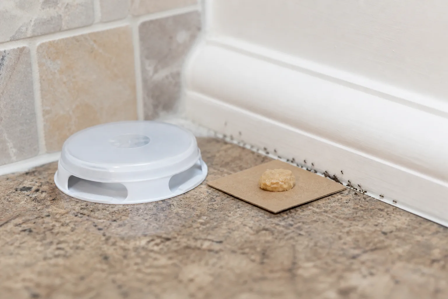 Enclosed ant bait station beside an active kitchen ant trail