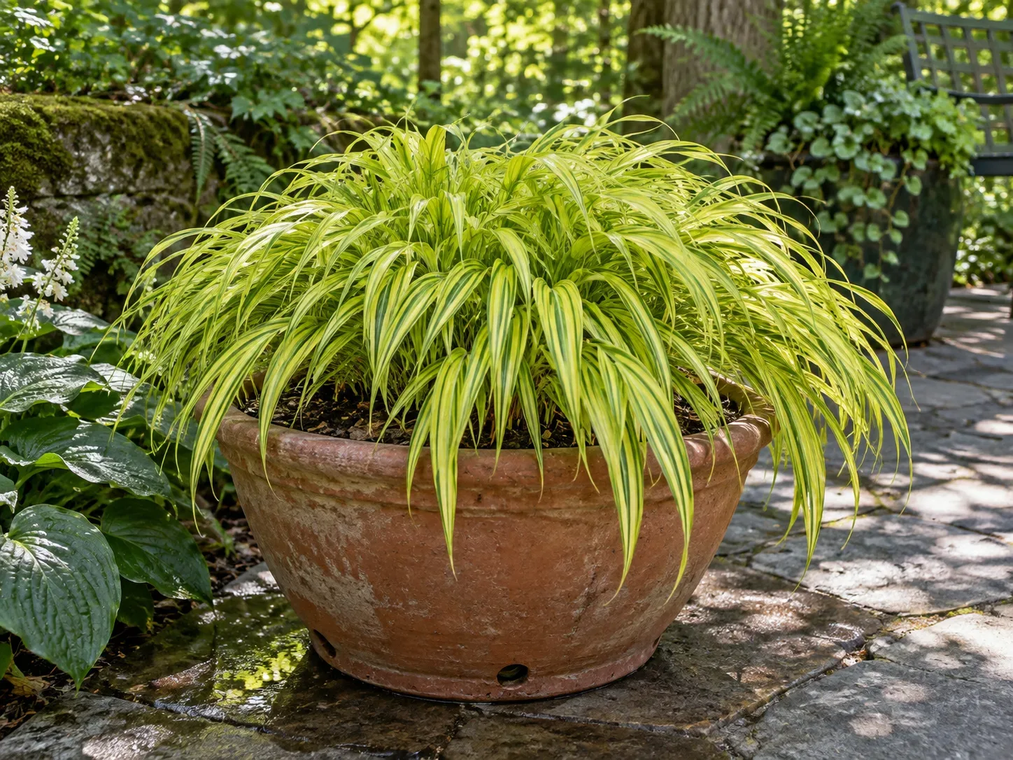 Golden variegated Japanese forest grass growing in a broad, well-drained terracotta container in a shaded garden