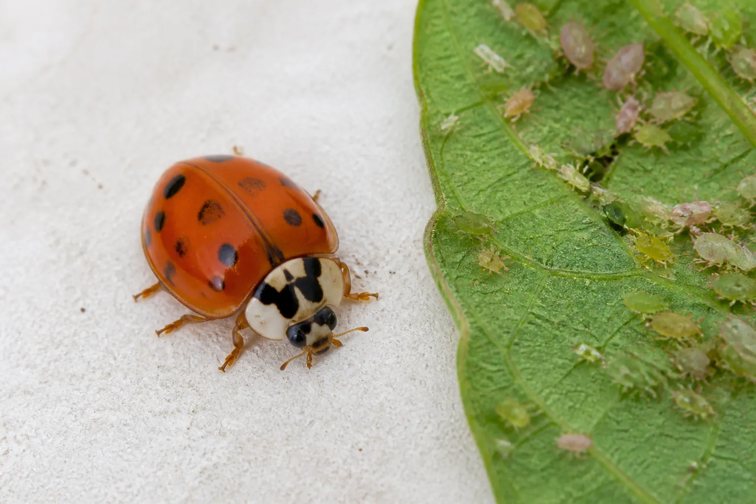 A multicolored Asian lady beetle showing the dark marking on its pale pronotum beside aphids on a leaf