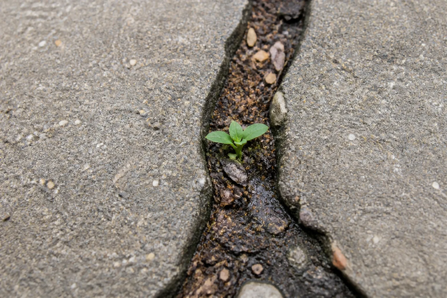 Low prostrate weeds and mat-forming summer annuals in pavement cracks beside a residential walk