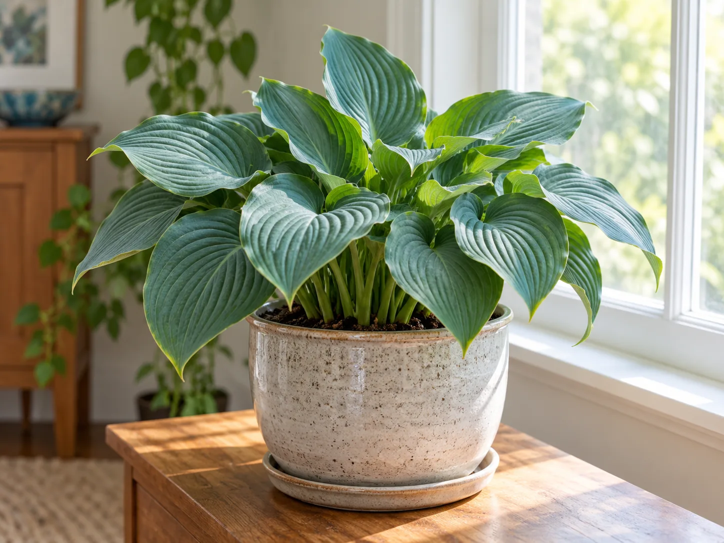 A compact hosta in a pot beside a bright window with filtered morning light
