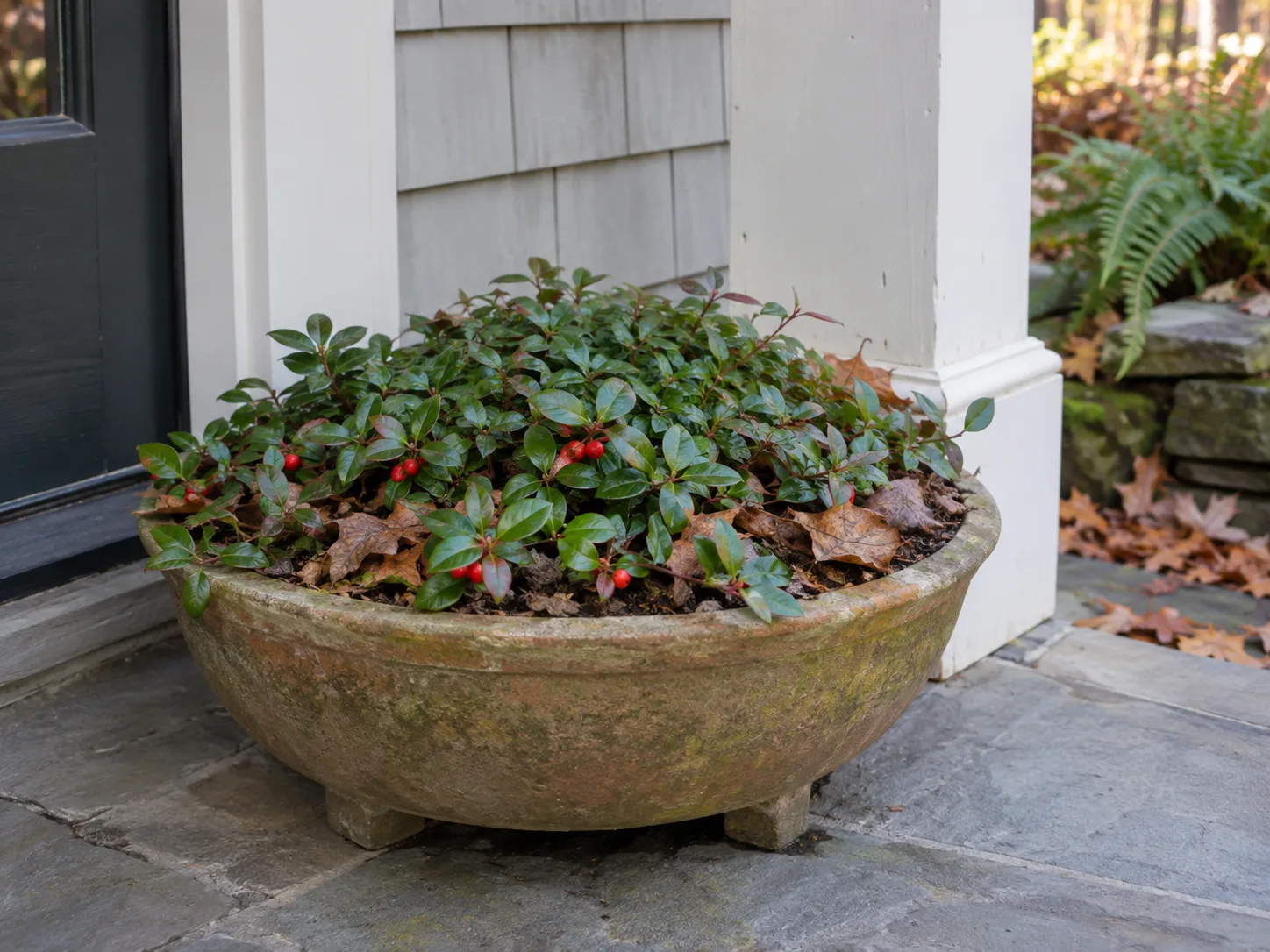 Wintergreen growing as a low, berry-bearing evergreen in a wide outdoor container.