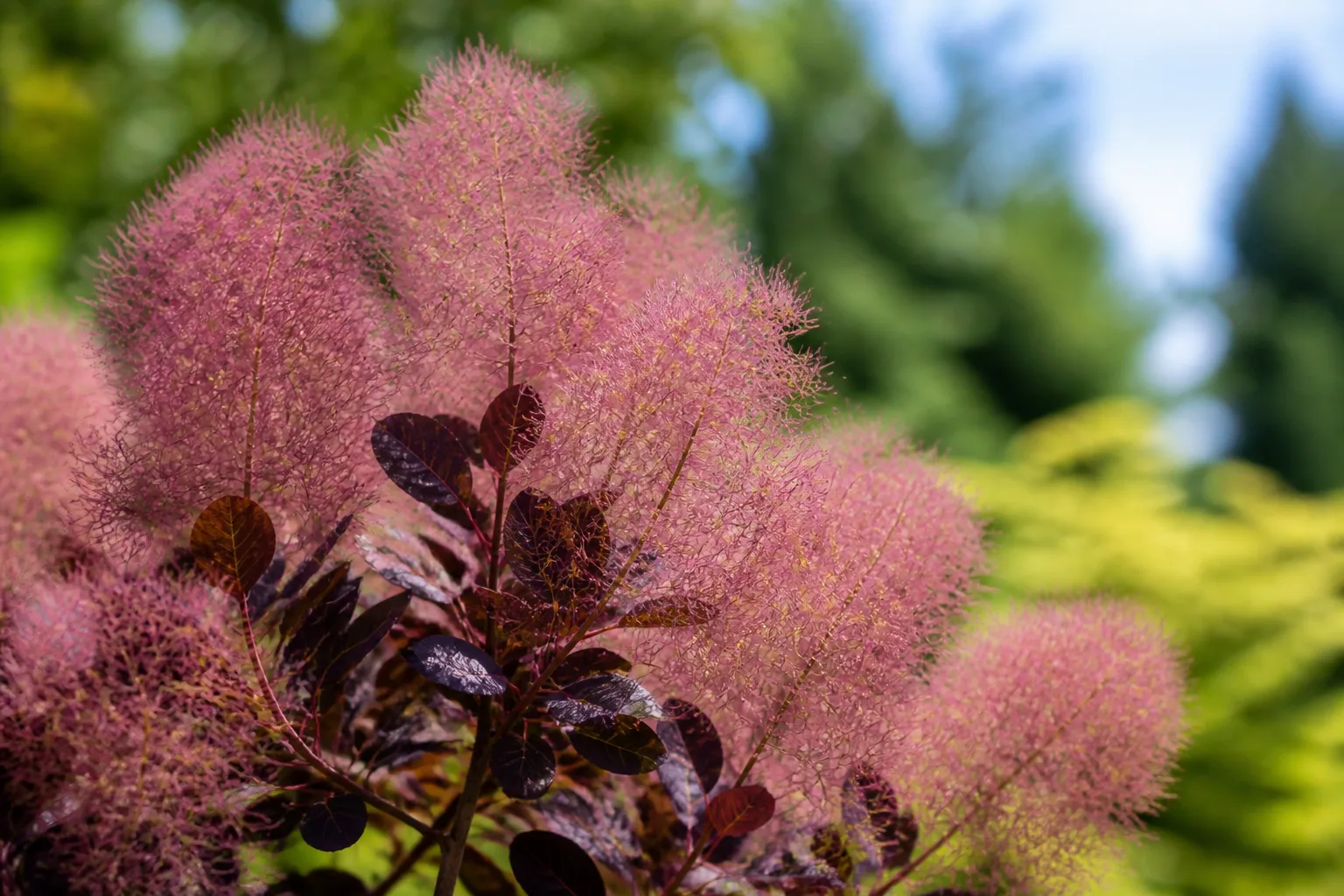 Smoke bush with airy pink smoke-like flower plumes above green foliage