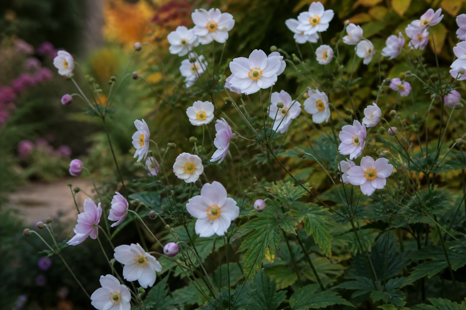 White Honorine Jobert Japanese anemone flowering in a fall garden