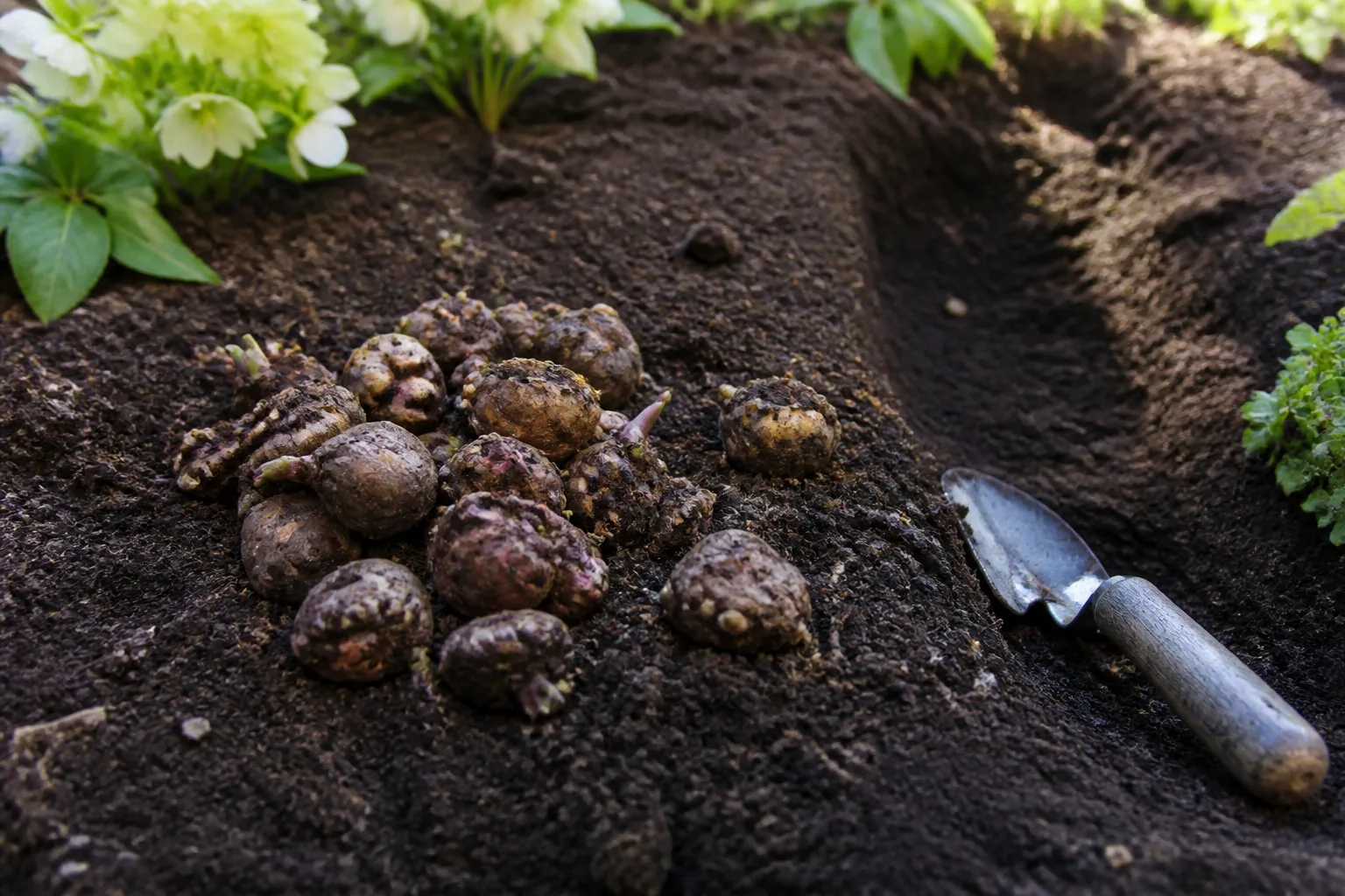 Anemone tubers arranged beside a prepared planting hole in garden soil
