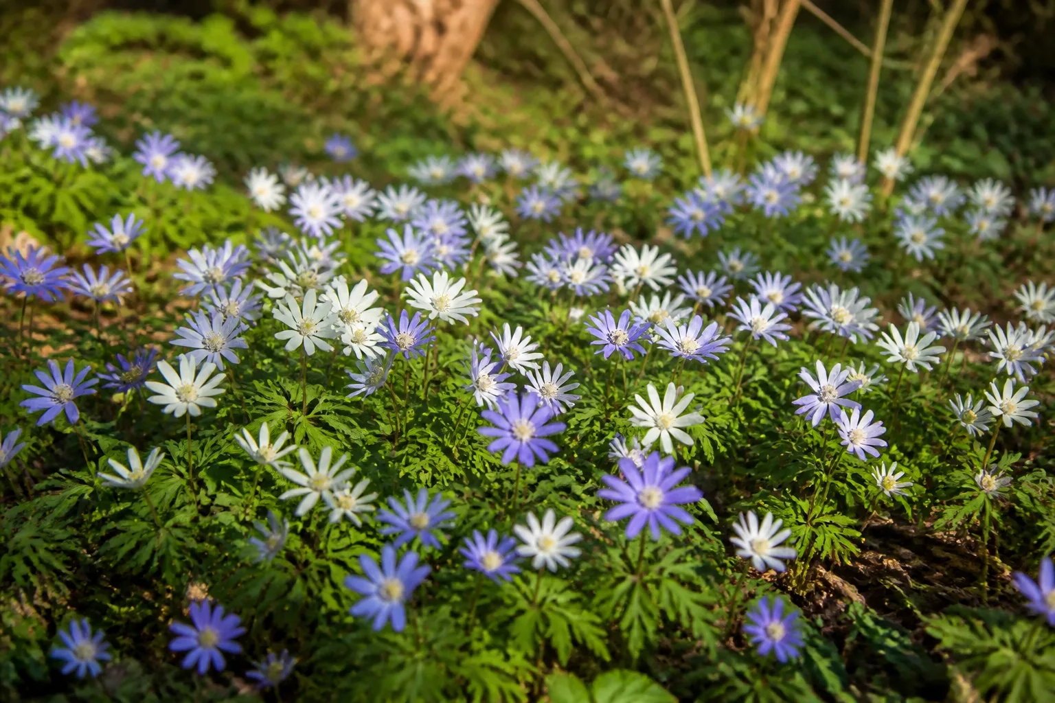 Spring flower corms planted in well-drained garden soil for April bloom