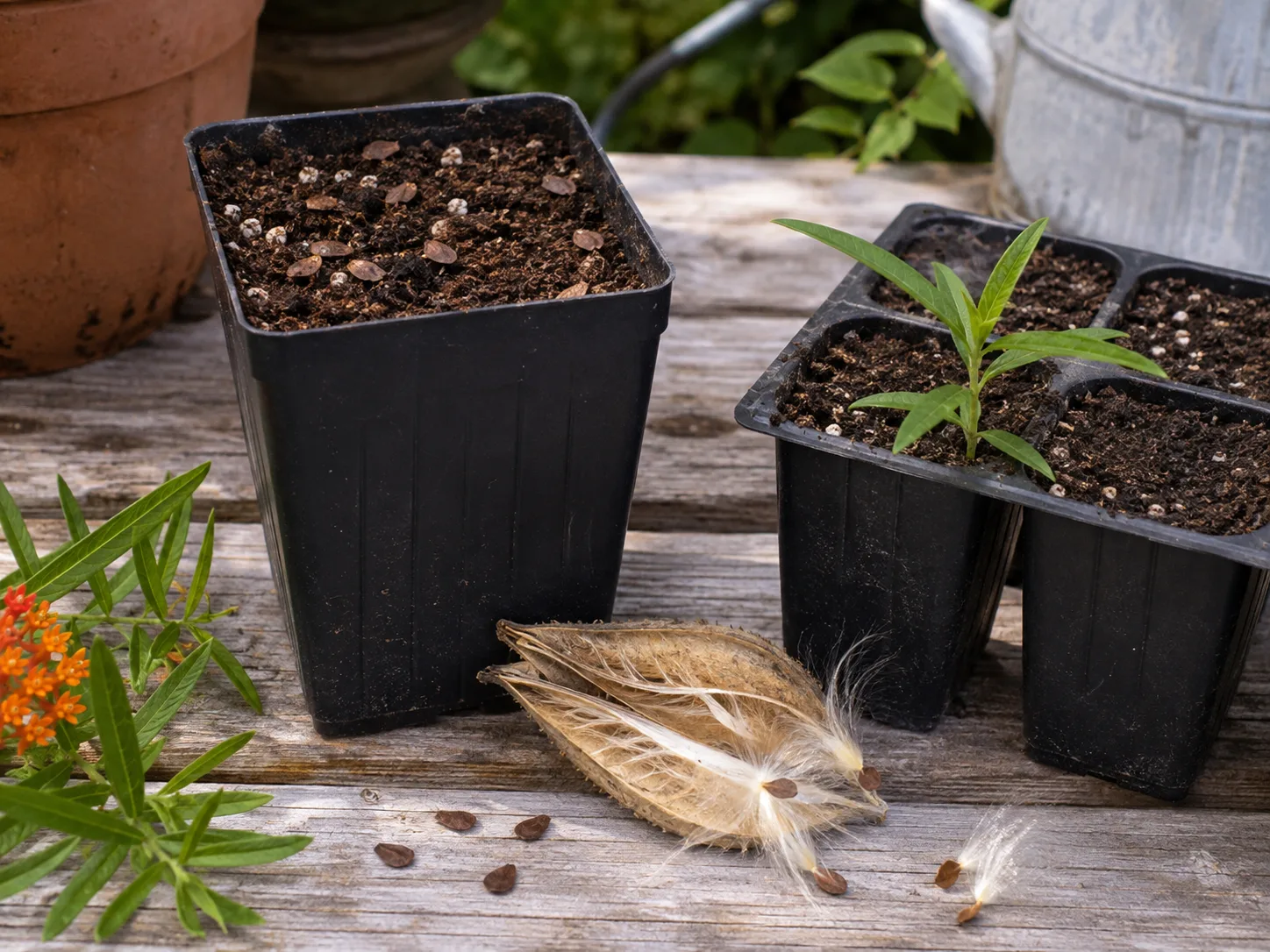 Seed trays and a surface-sown native wildflower seed setup on a potting bench