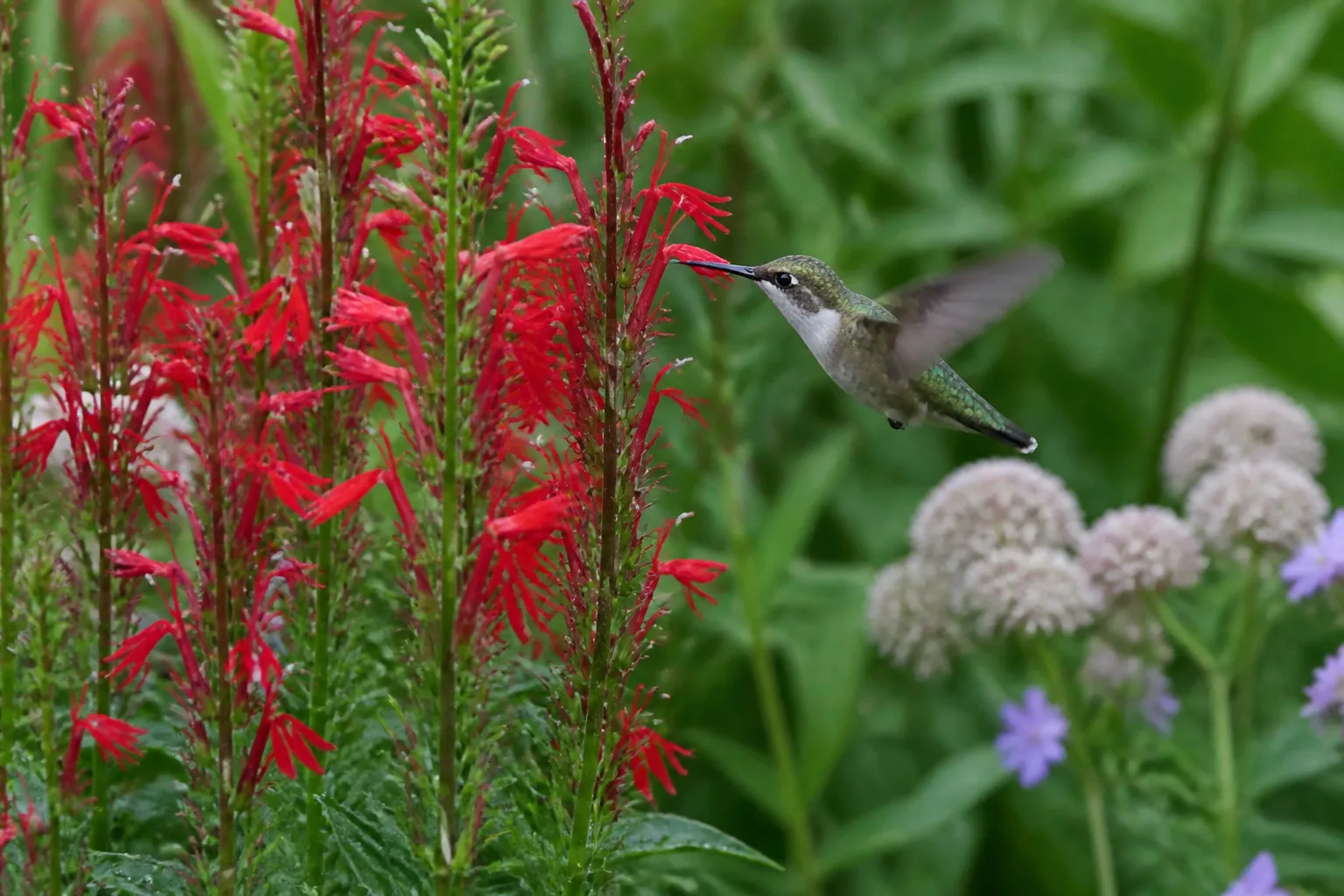 Hummingbird feeding from red tubular cardinal flowers in a native pollinator garden bed