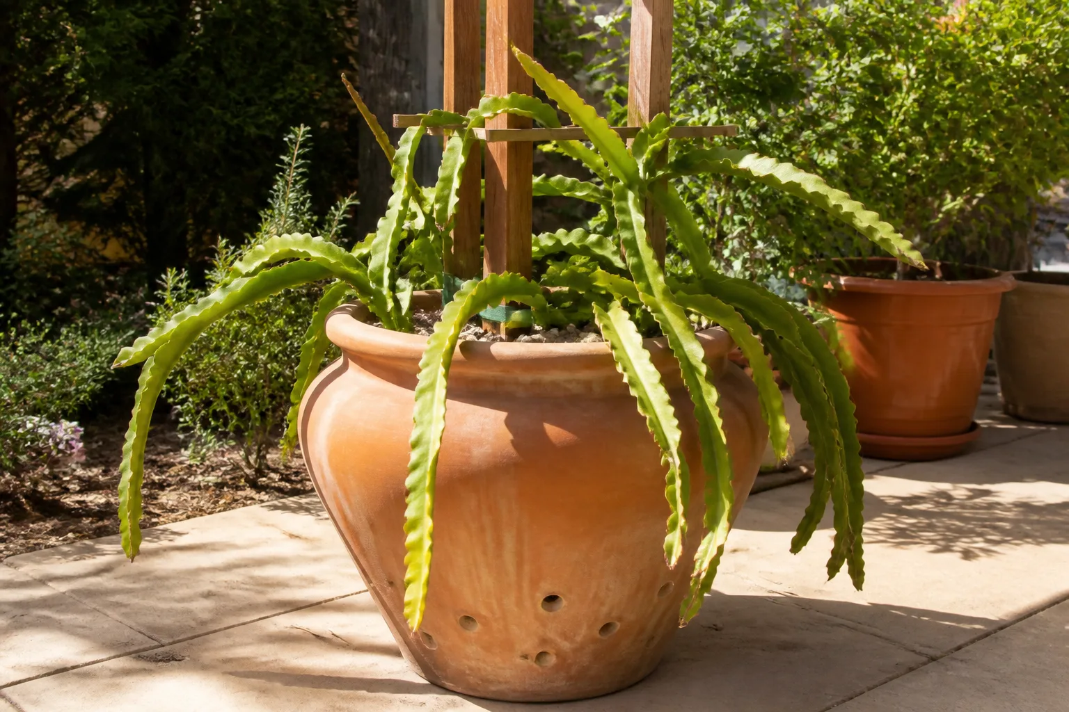 Dragon fruit cactus growing in a large container with trellis support.