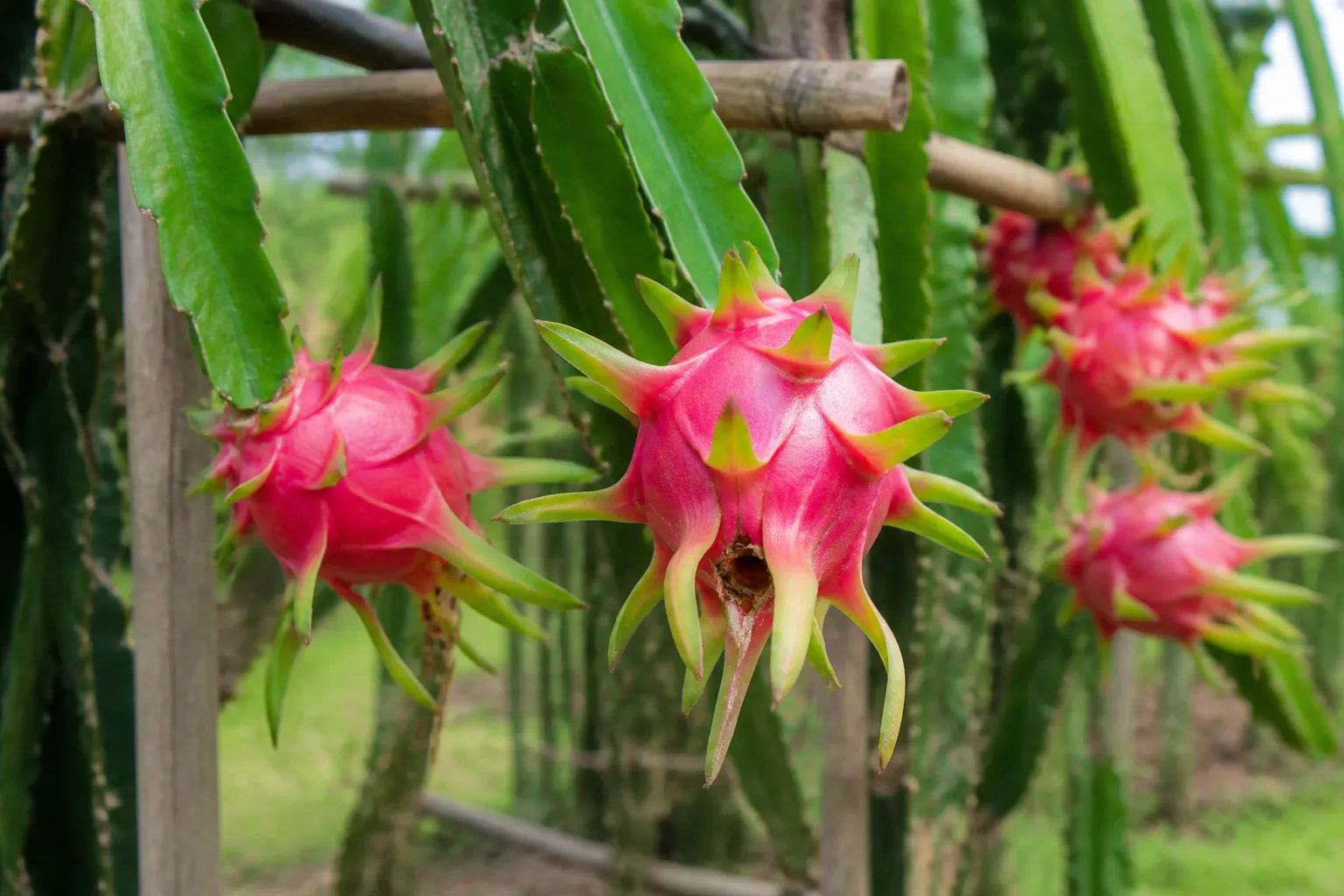 Ripe pink dragon fruits growing on a dragon fruit cactus.