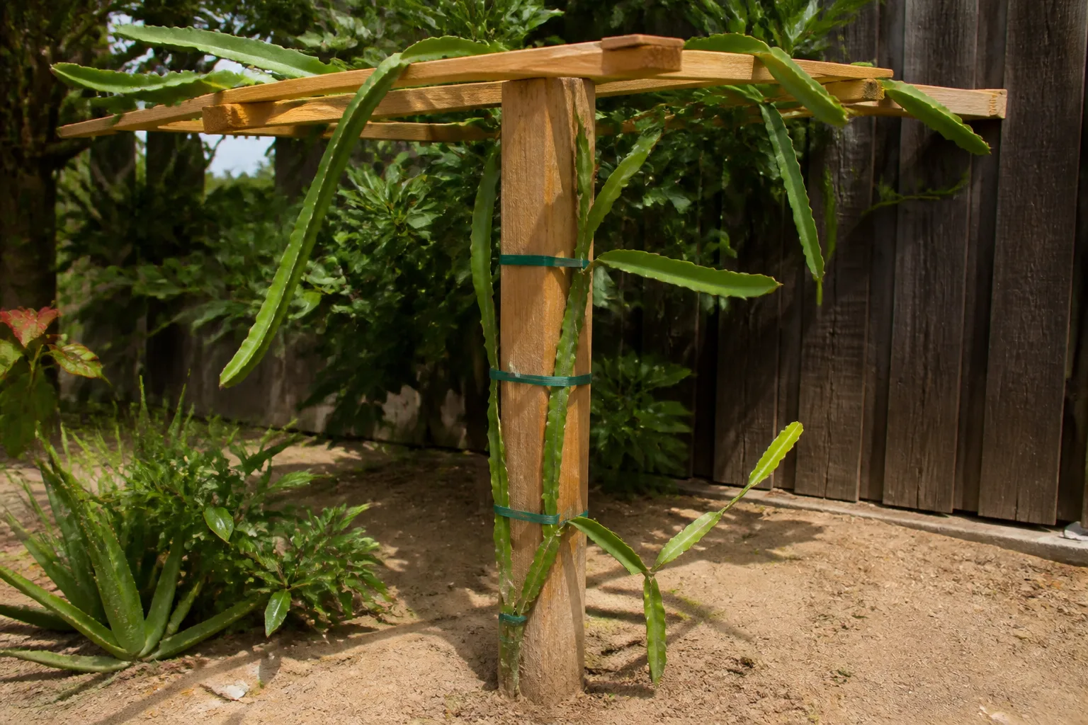 Dragon fruit cactus trained up a sturdy post and crossbar trellis.