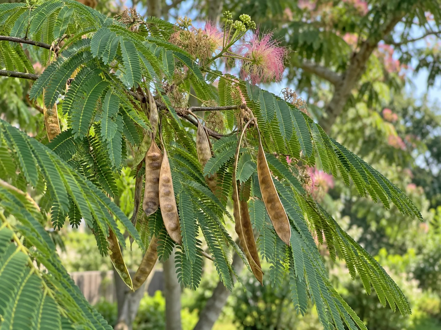 Mature Persian silk tree pods among fern-like leaves and pink flower remnants
