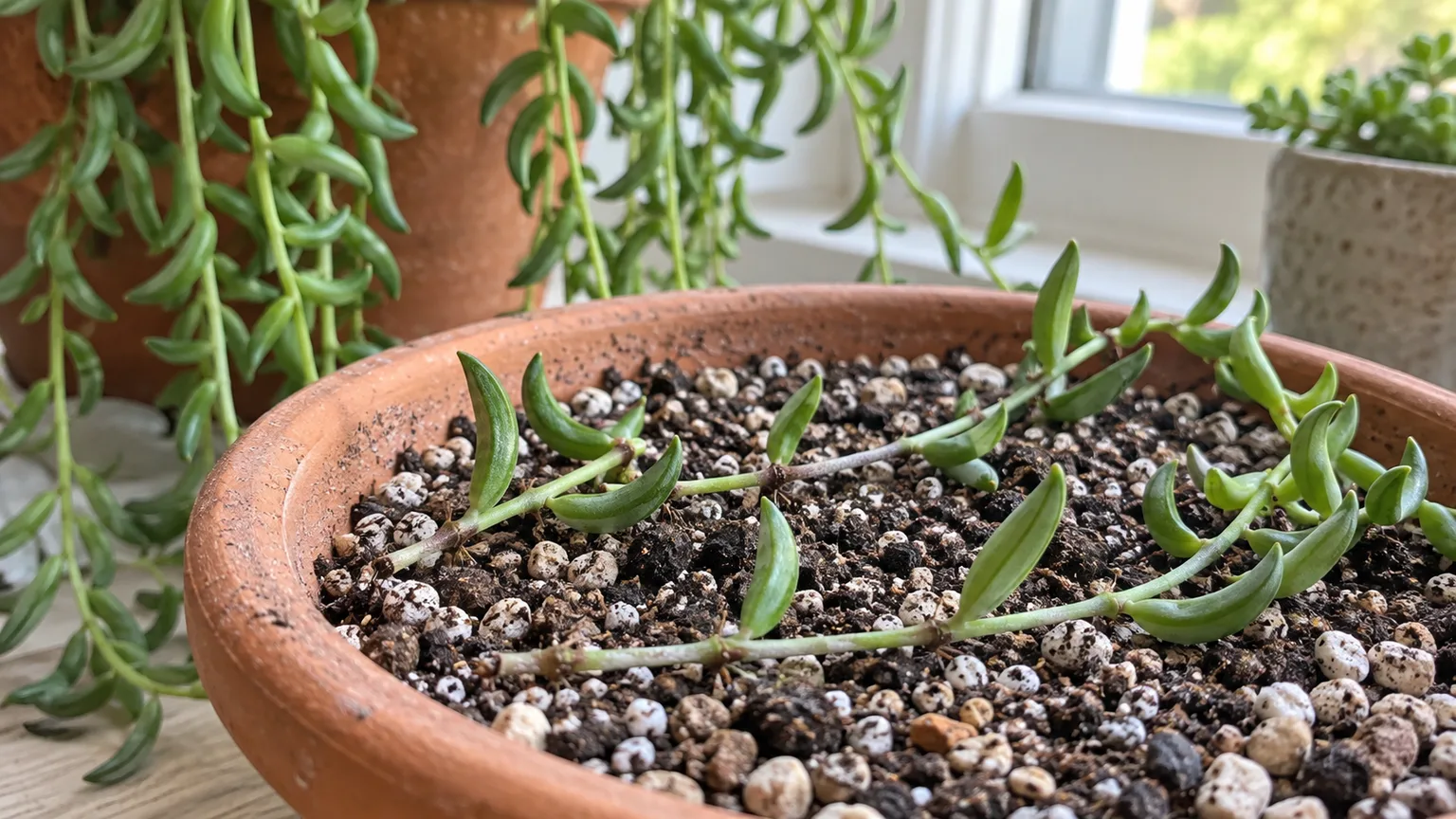 String of Bananas stem nodes resting against gritty succulent mix during propagation