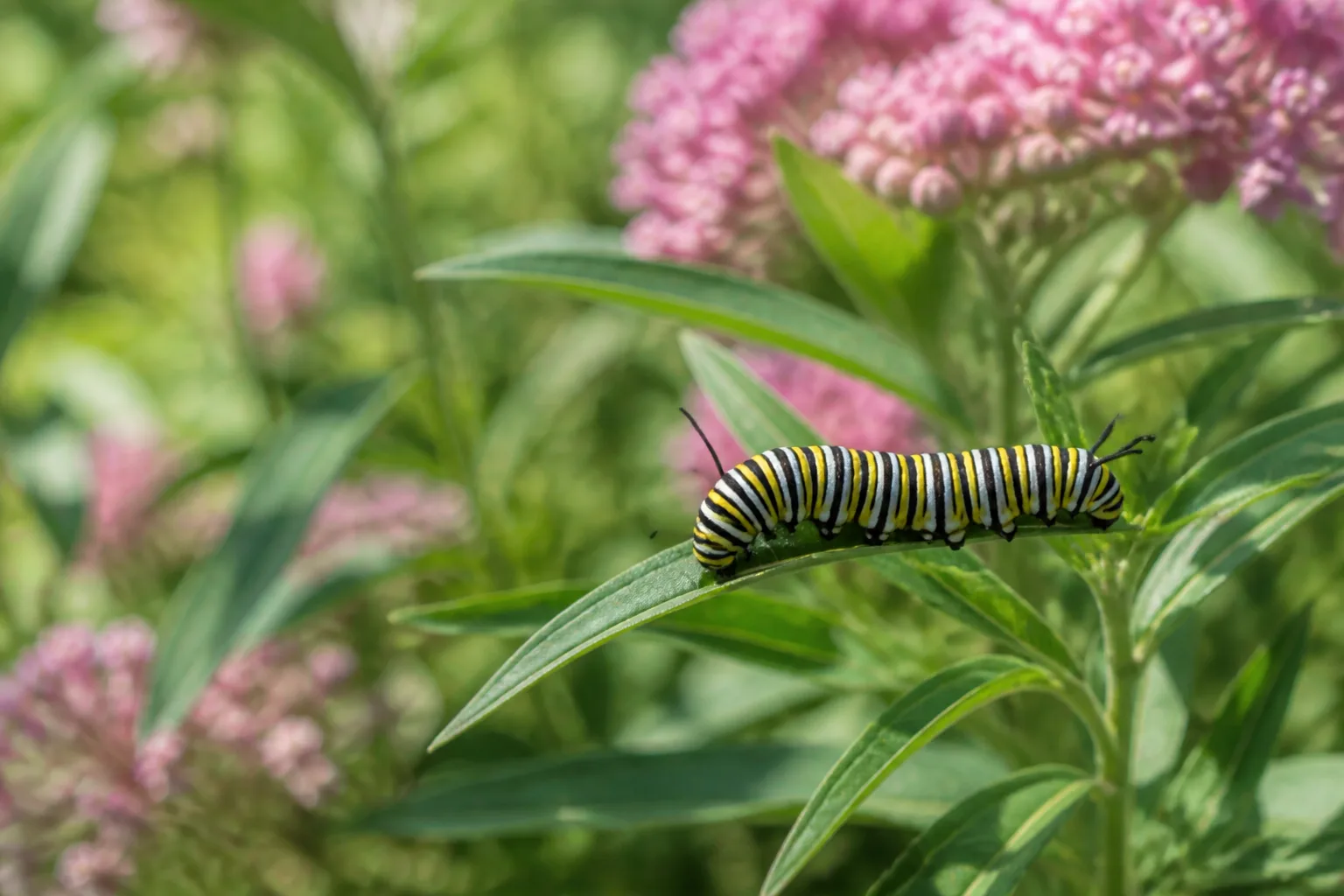 Monarch caterpillar feeding on milkweed leaves in a functioning pollinator host bed
