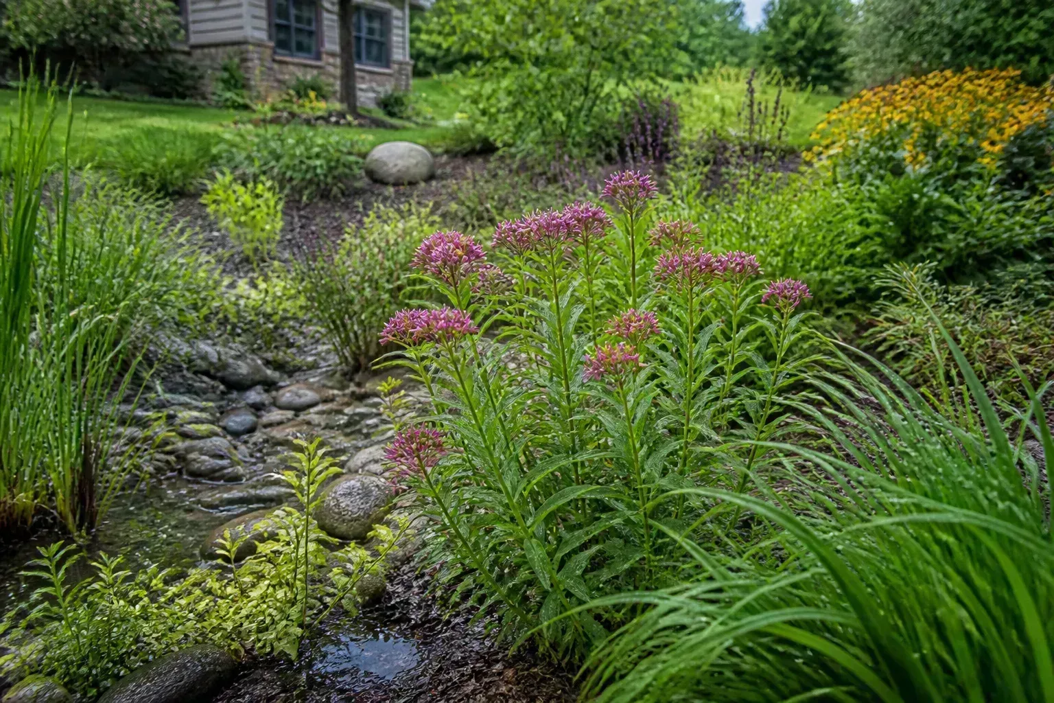 Native moisture-tolerant plants in a shallow rain garden depression that captures stormwater runoff