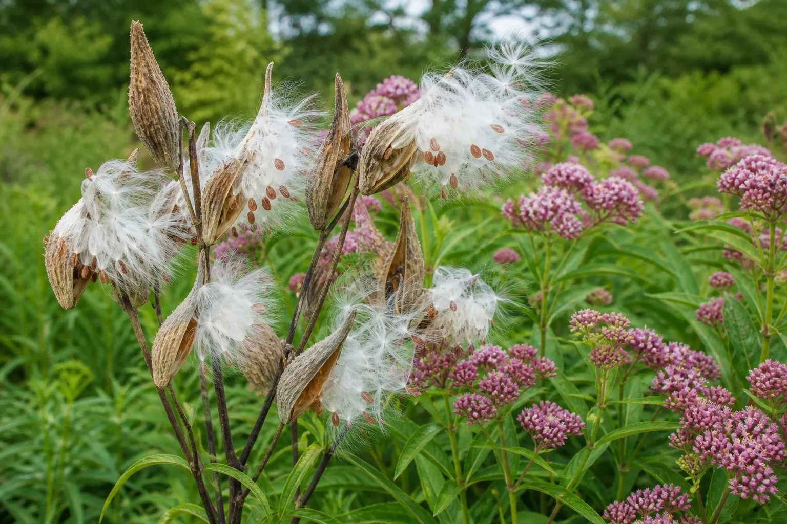 Brown milkweed seed pods on upright stems ready for fall collection
