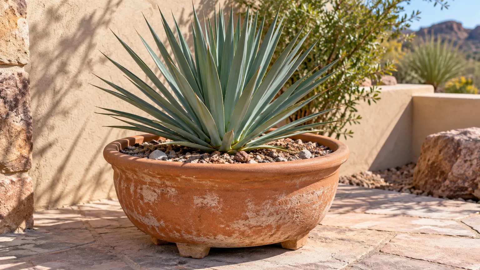 Young banana yucca in a broad, heavy container with a gritty mineral soil surface