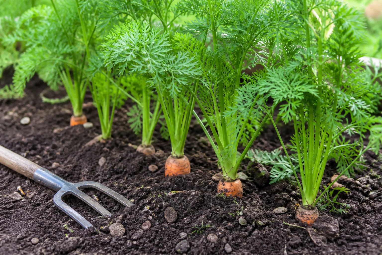 Carrots reaching harvest size in loose soil beside a small hand fork