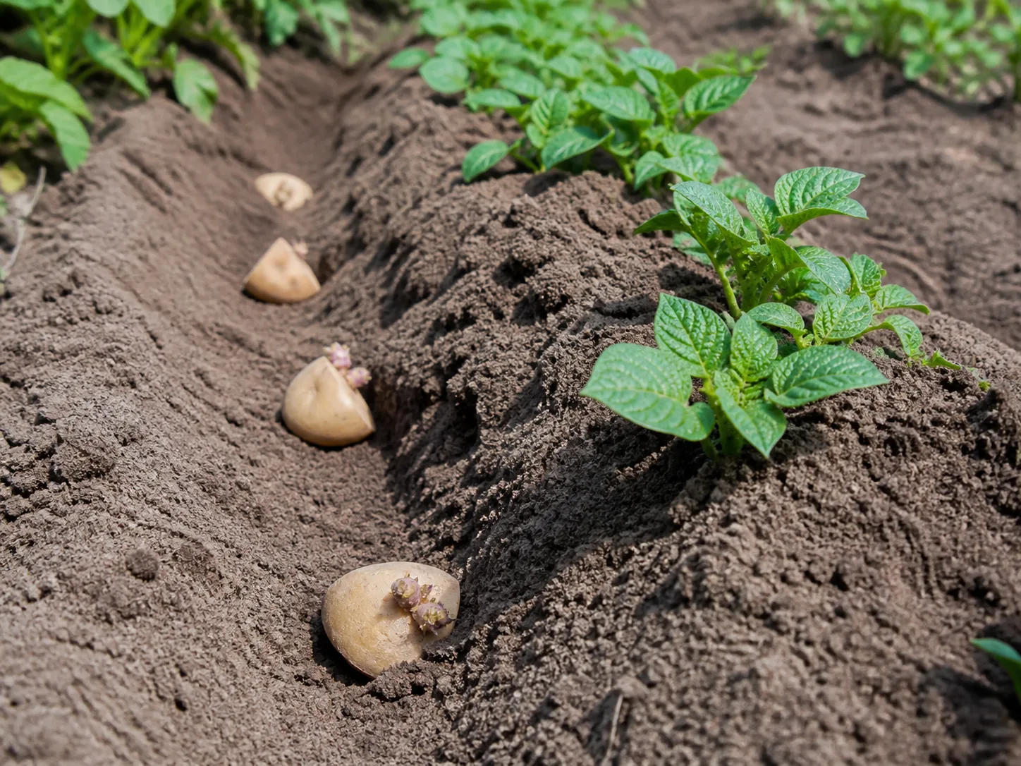 Young potato plants growing in prepared garden furrows with seed potatoes ready for planting