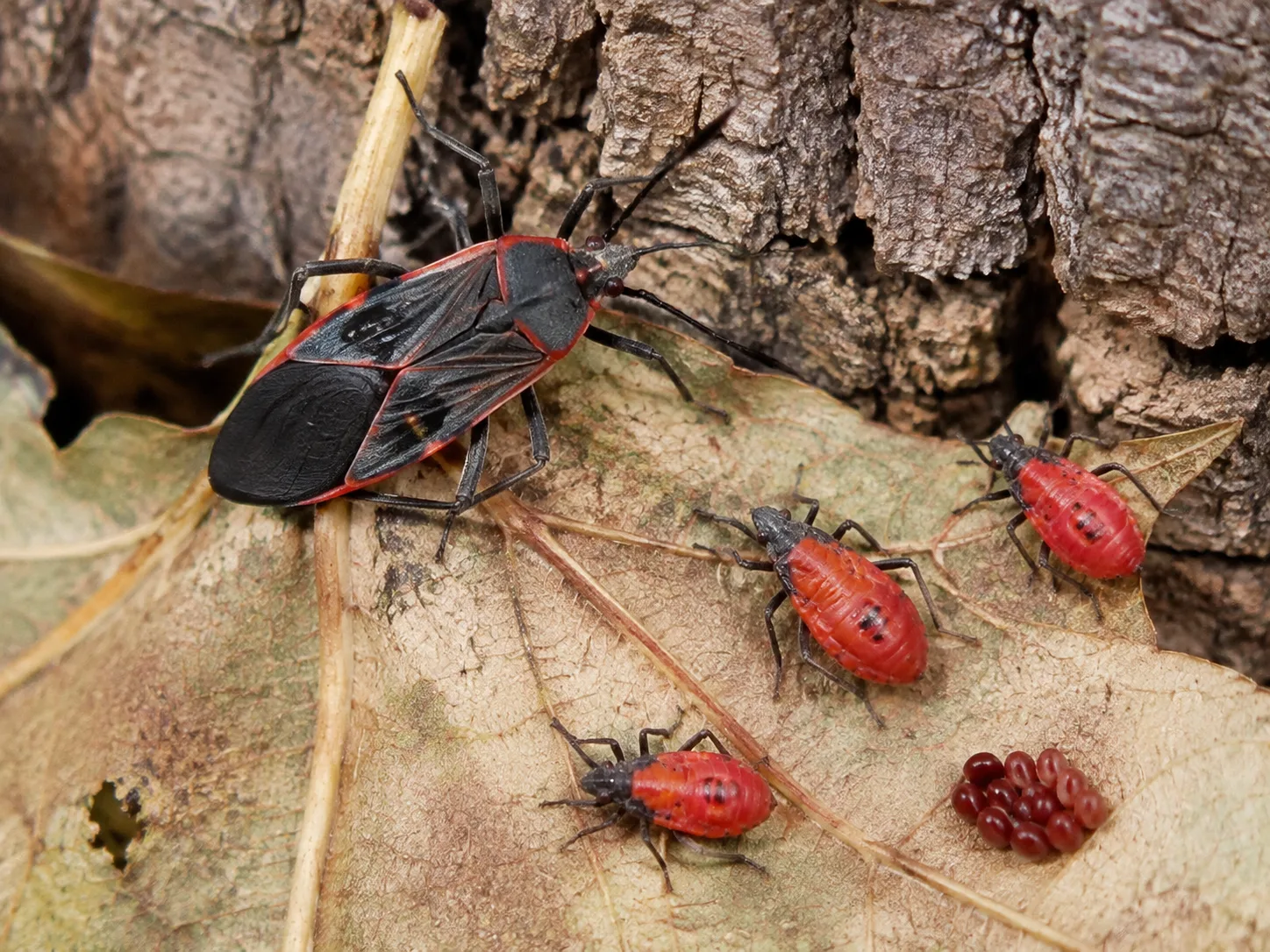 Adult boxelder bug and bright red nymphs on bark