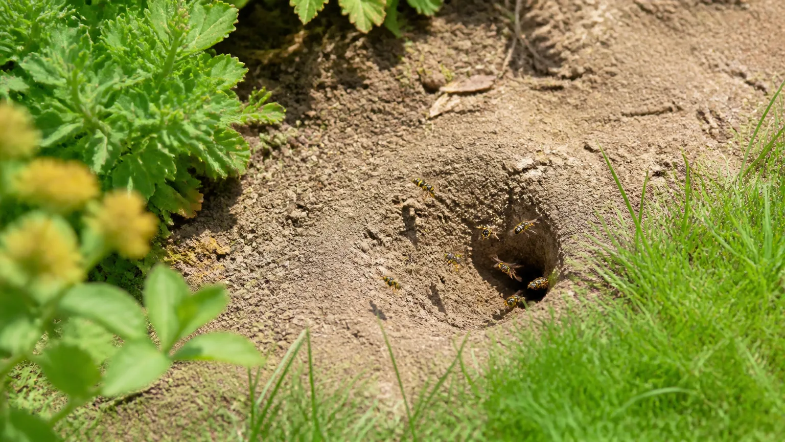 Ground-nesting insects using a soil entrance beside lawn and garden plants