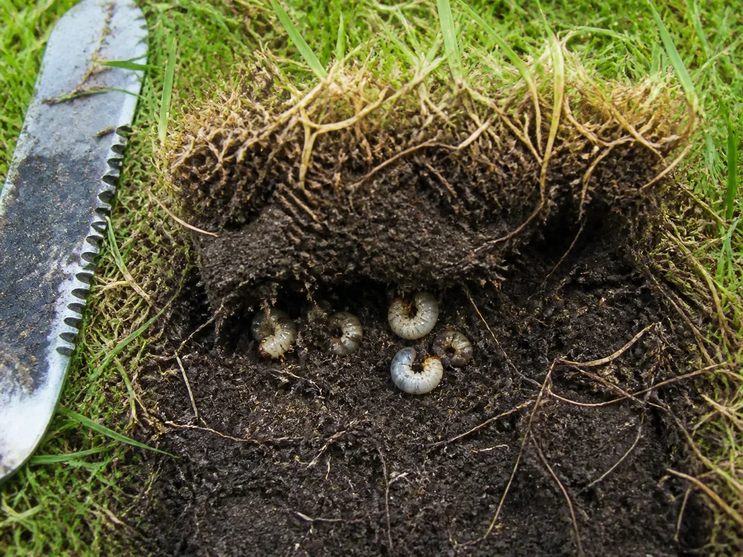 Peeled square of turf reveals white C-shaped lawn grubs in the root zone beside a garden spade