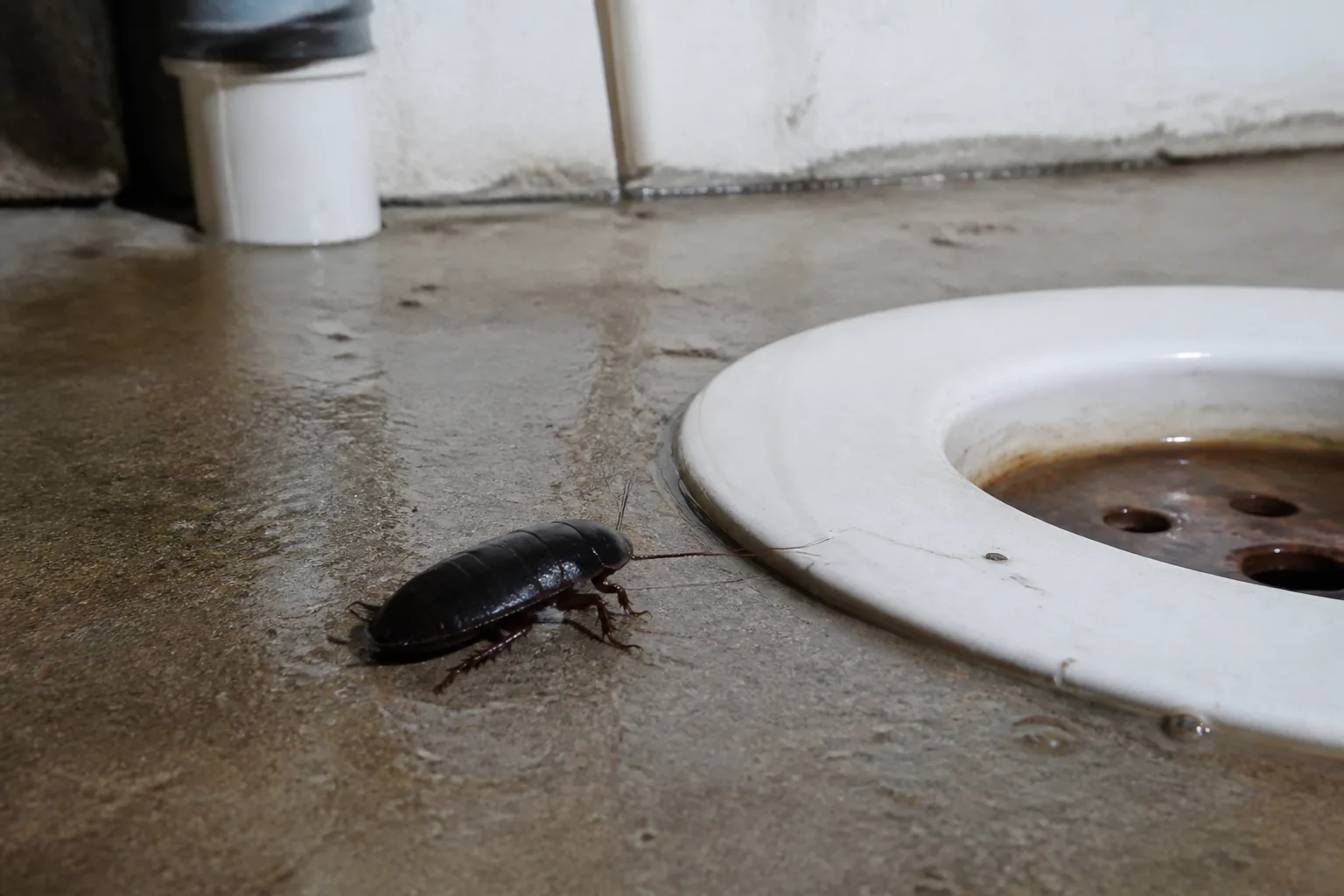 What People Mean By Water Bug for what people mean by “water bug”