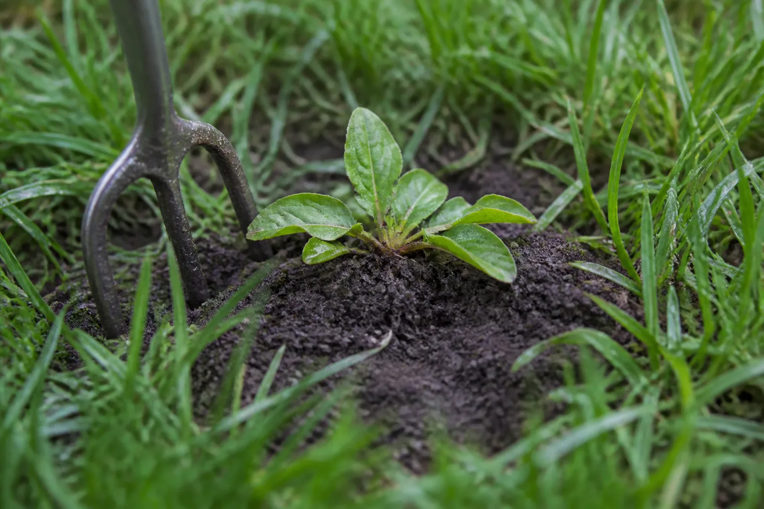 Hand-pulling small prostrate weeds from damp garden soil after rain