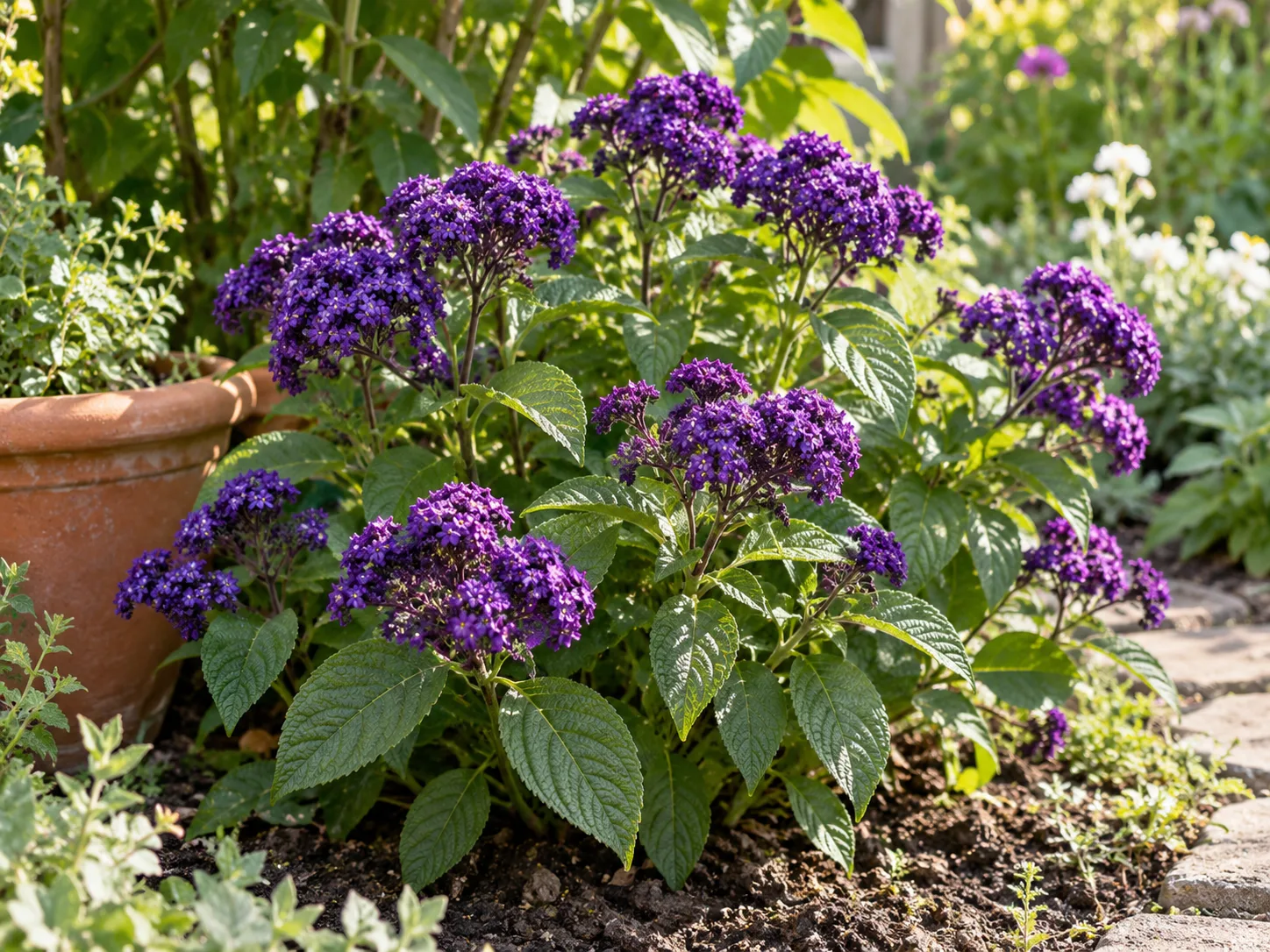 Garden heliotrope growing in a sunny, well-drained border beside a patio container