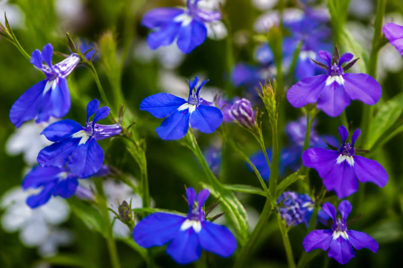 Close-up of lobelia erinus tubular blue and purple flowers with white eyes on slender green stems