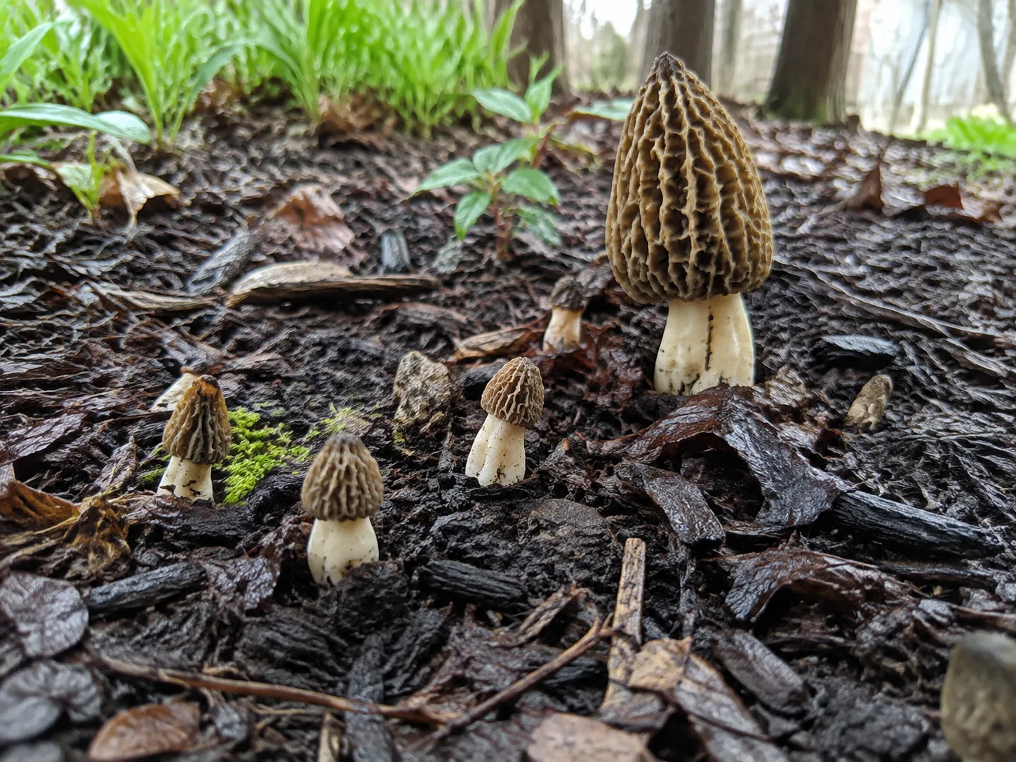 Morel mushrooms emerging from leaf litter in a shaded garden bed