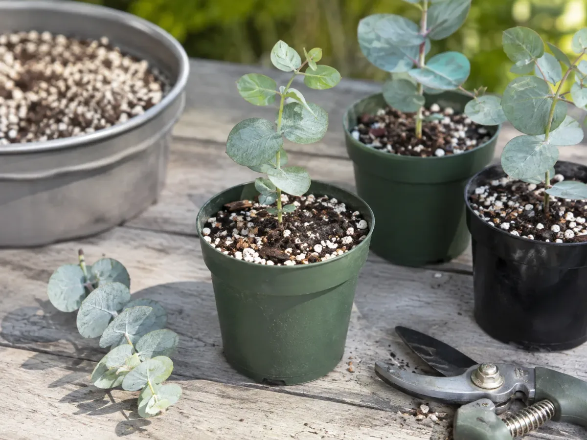 Juvenile eucalyptus cuttings planted in airy rooting medium on a potting bench