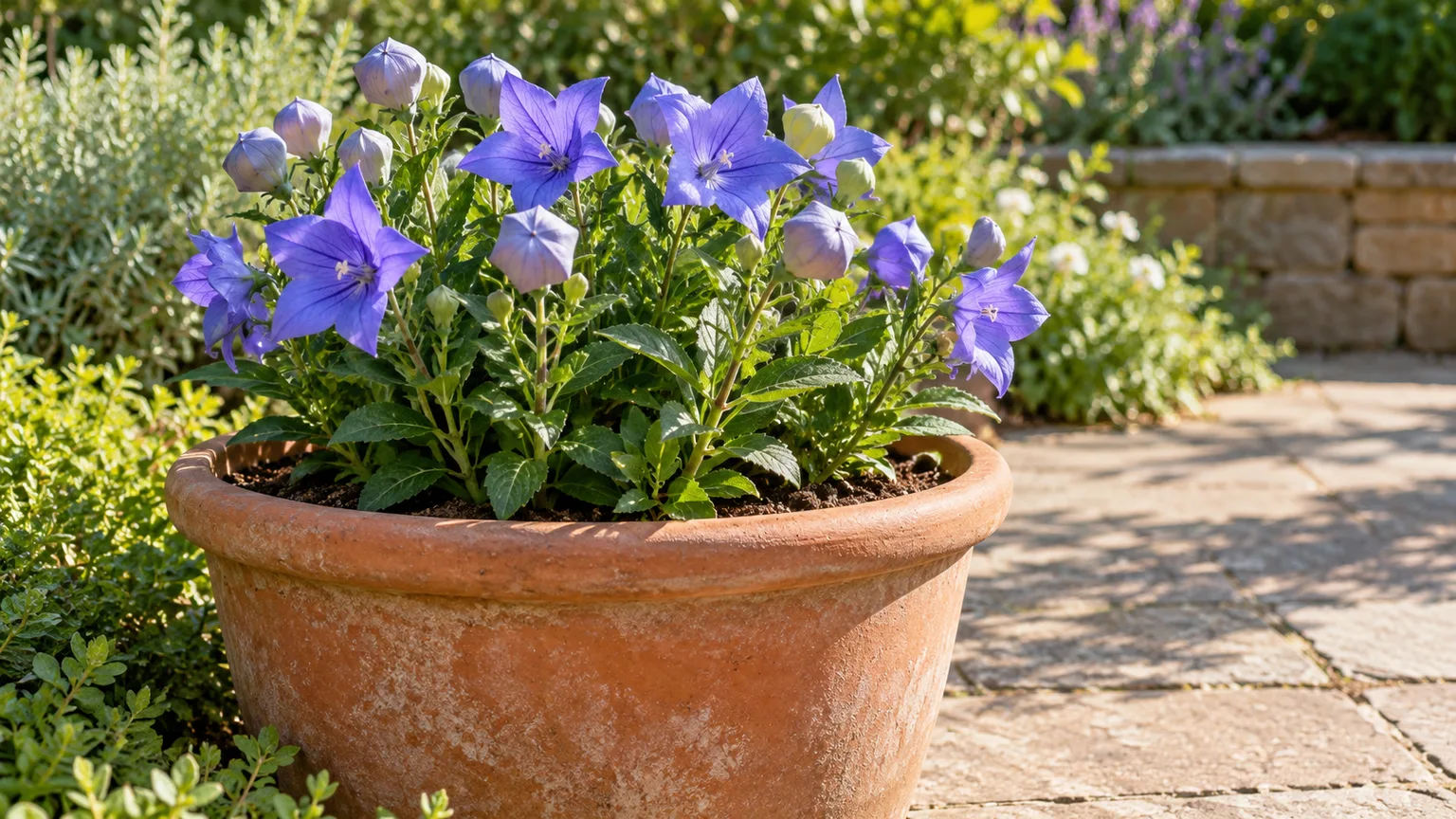 Compact balloon flowers growing in a deep terracotta pot on a sunny patio