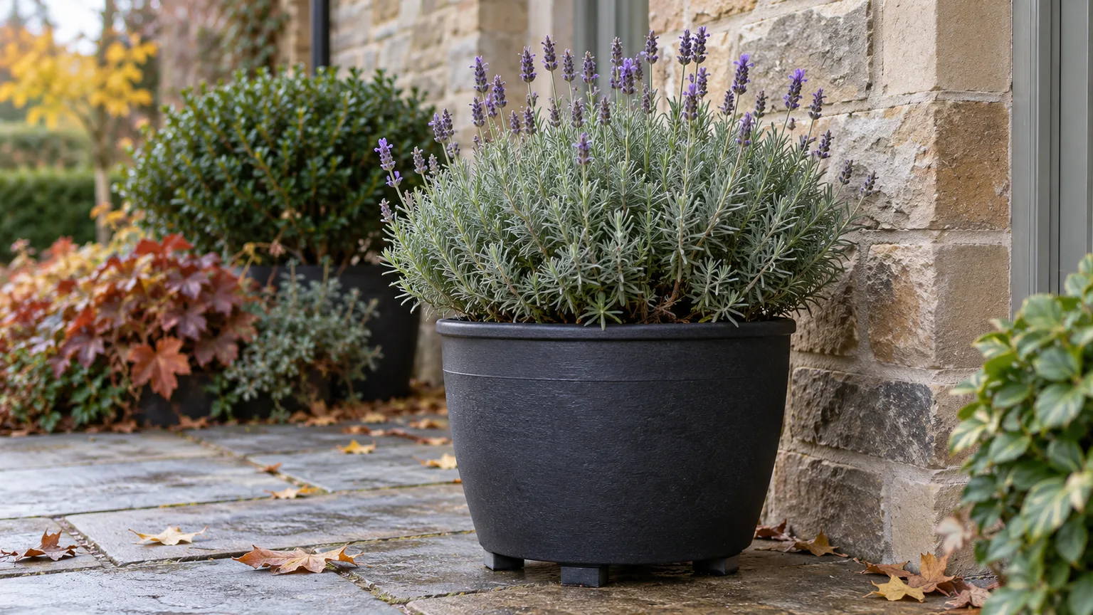 Potted lavender in a sheltered patio position, raised on pot feet for winter drainage