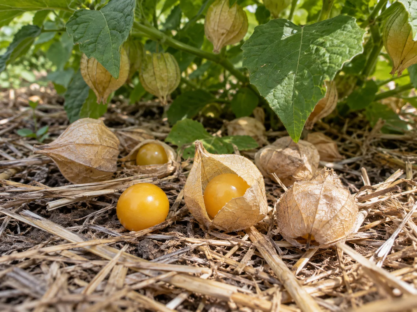 Ripe golden ground cherries in dry tan husks among fallen fruit on clean straw beneath the plant.