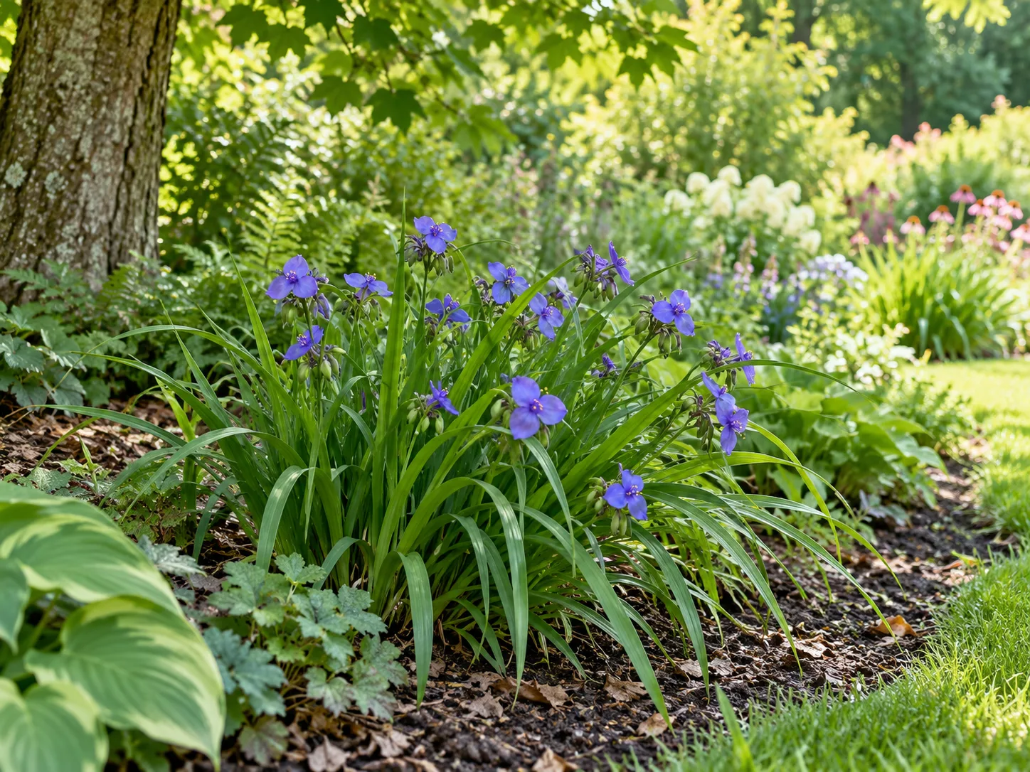 Virginia spiderwort growing at the edge of dappled shade in a moist perennial border.