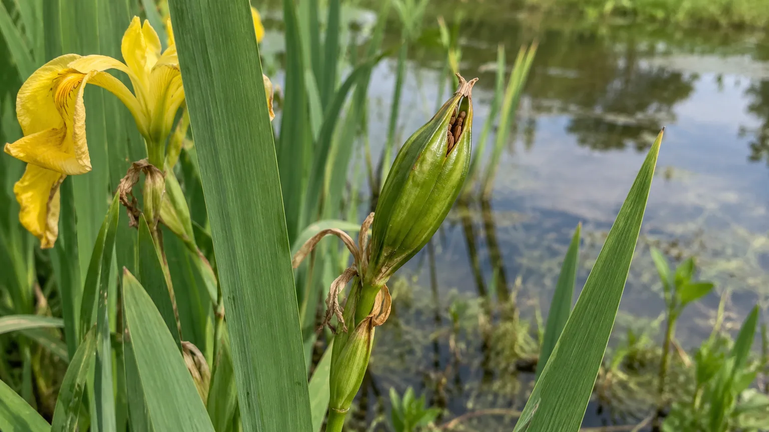 A mature three-sided yellow flag iris seed capsule beside shallow pond water