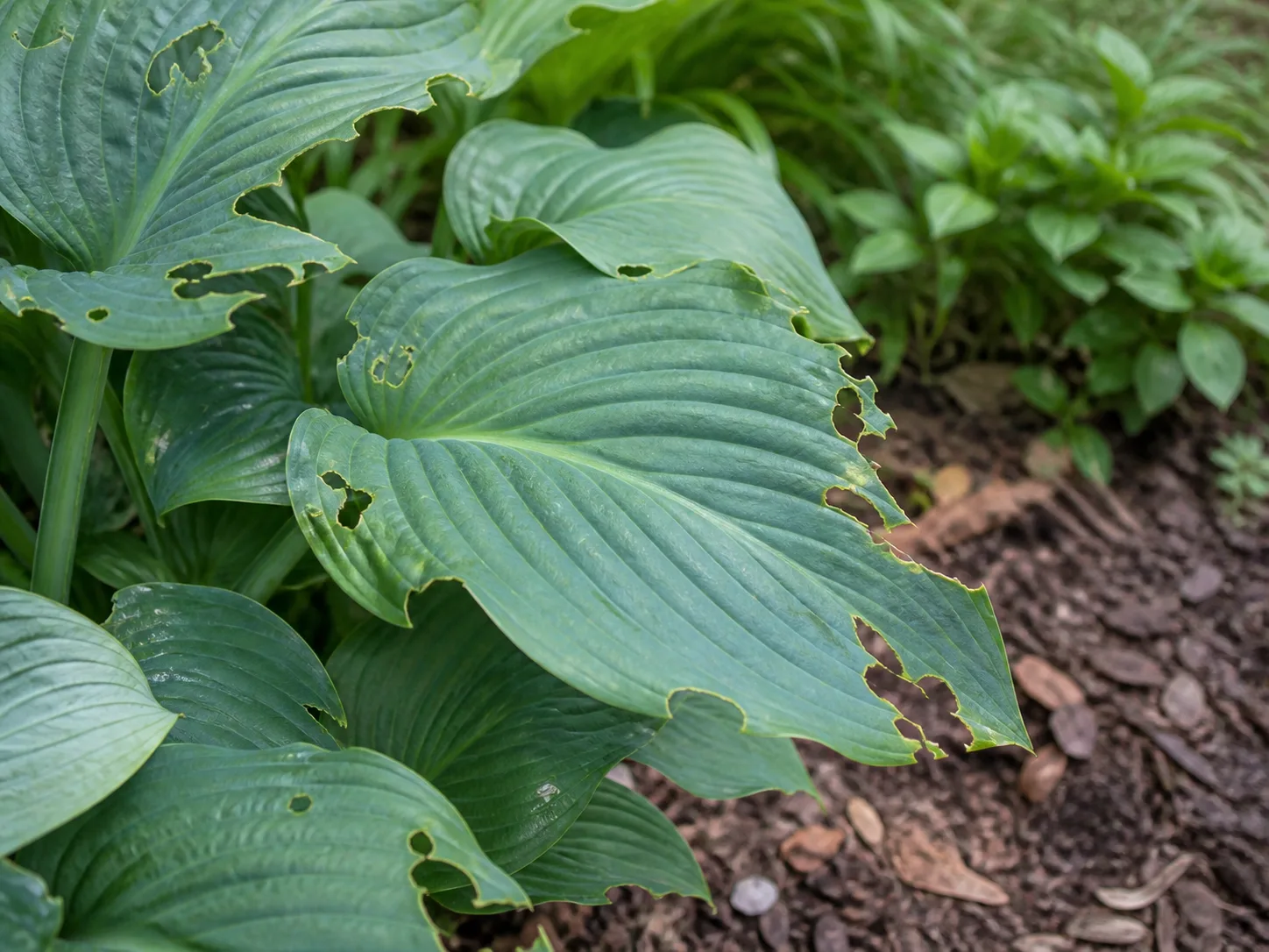 Hosta leaves with irregular sections eaten away by browsing