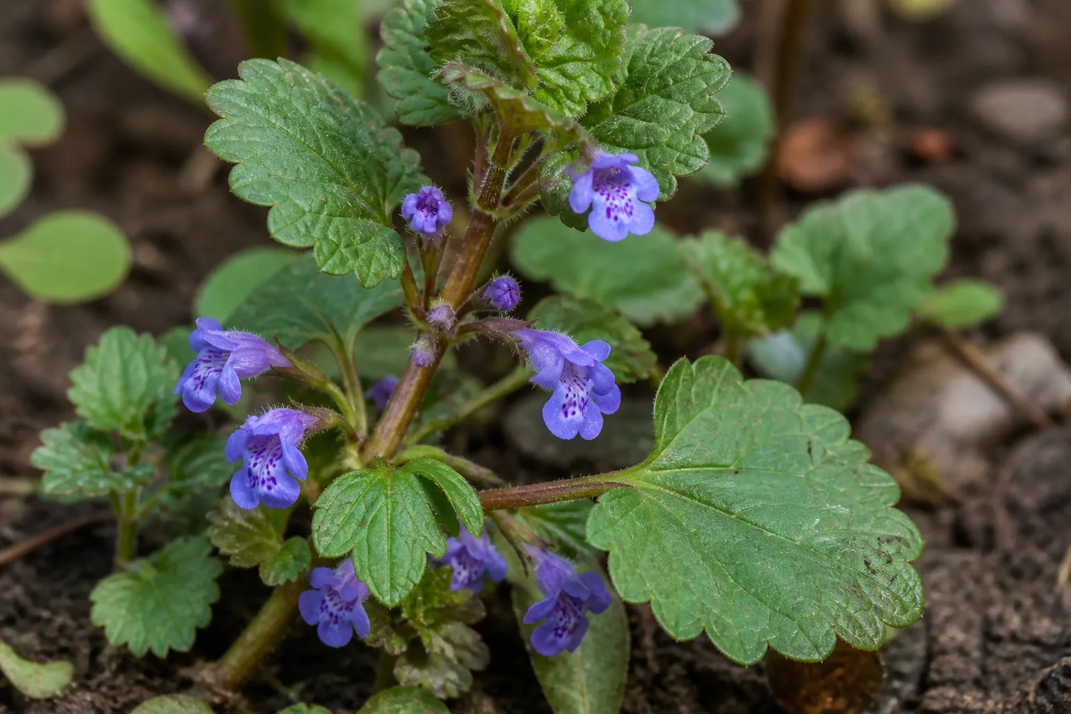 Close-up of creeping Charlie ground ivy showing scalloped kidney-shaped leaves, square stem, and purple flowers