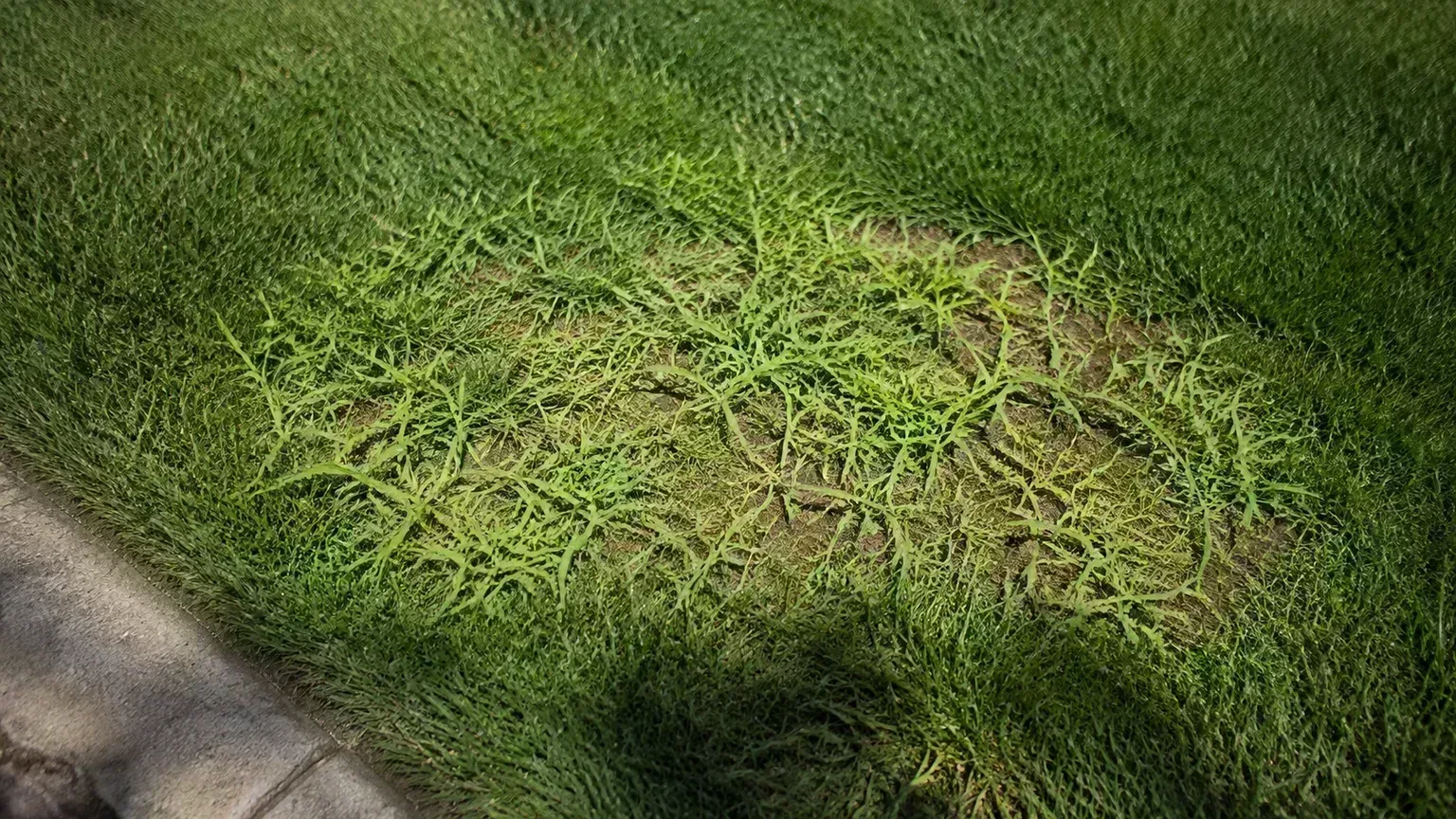 Close view of turf at the edge of a lawn before removal planning