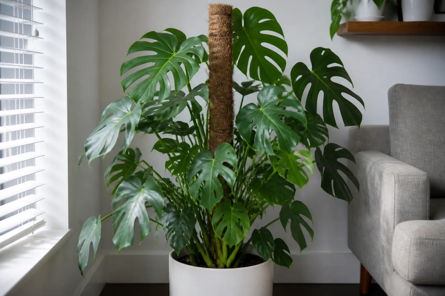 Monstera deliciosa trained on a moss pole for denser bushier growth