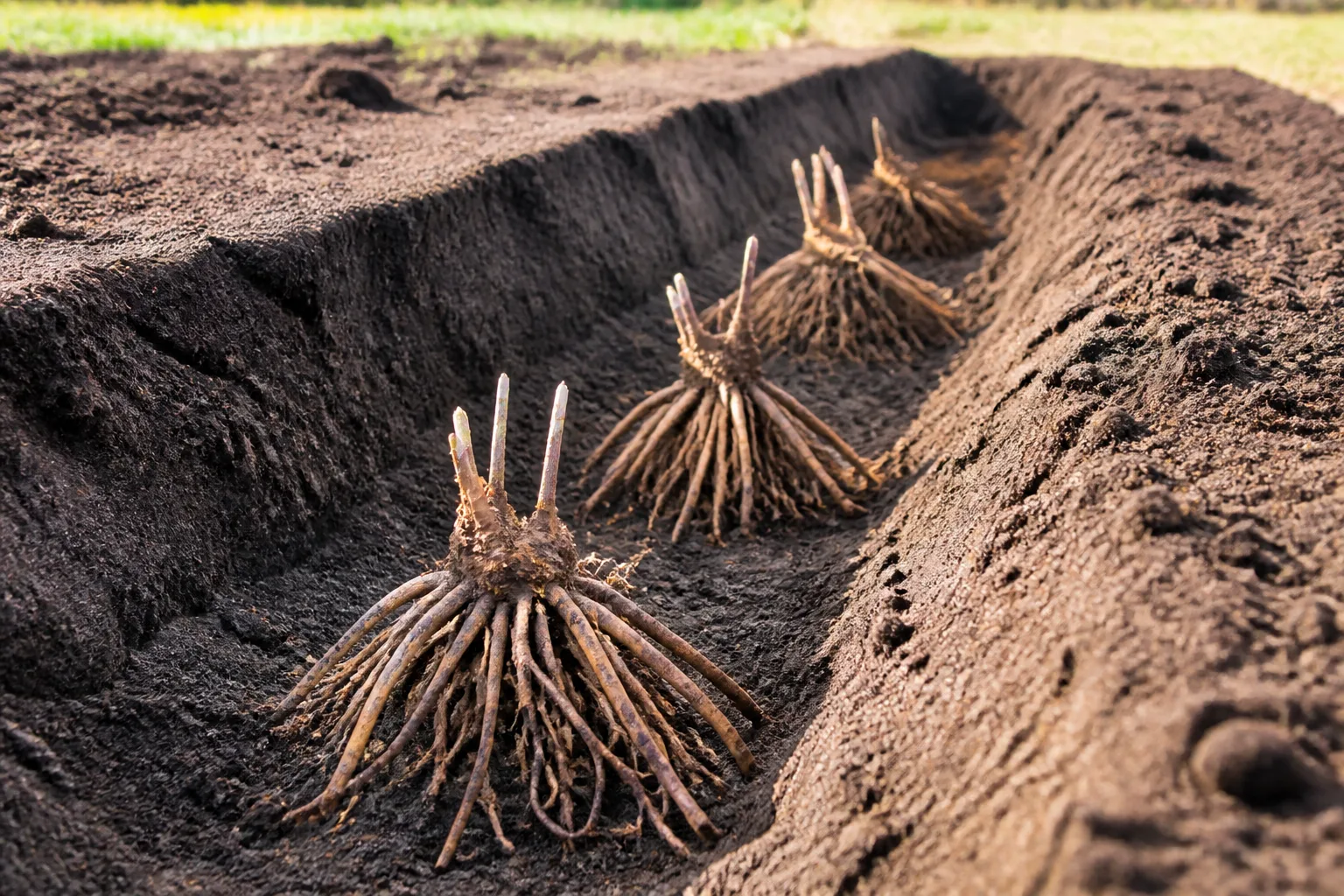 Dormant asparagus crowns arranged in a prepared planting trench