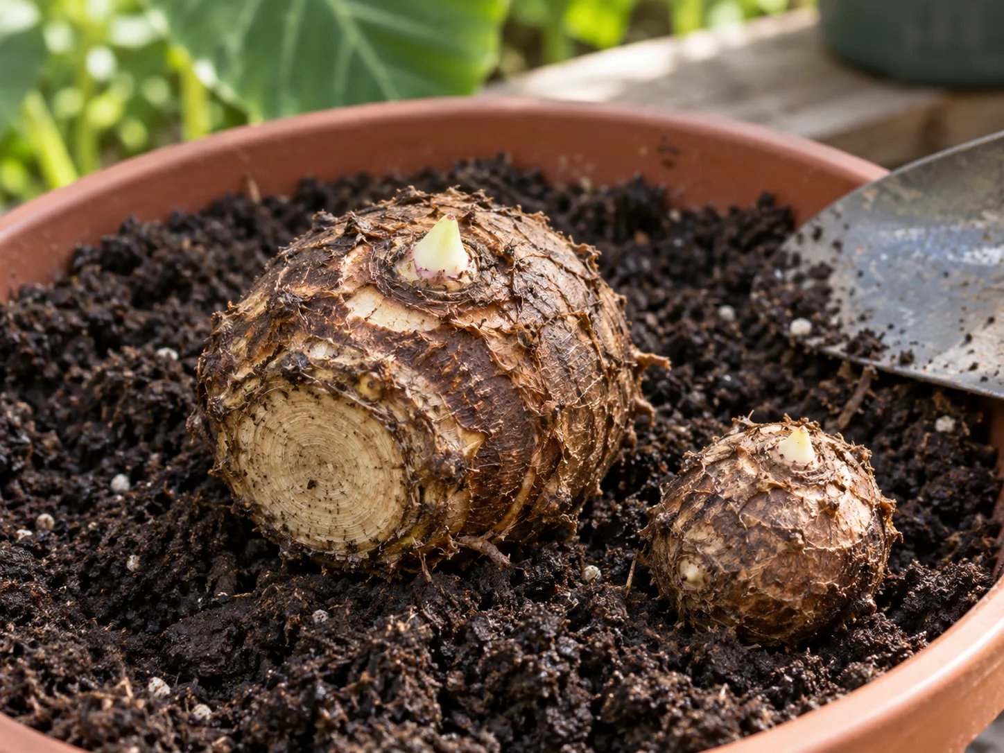 Elephant-ear corms with visible growing points positioned above fresh potting soil.