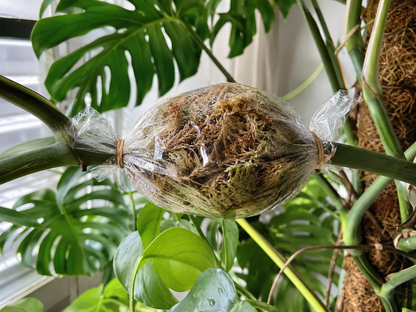 Sphagnum moss wrapped around a climbing aroid stem during air-layering