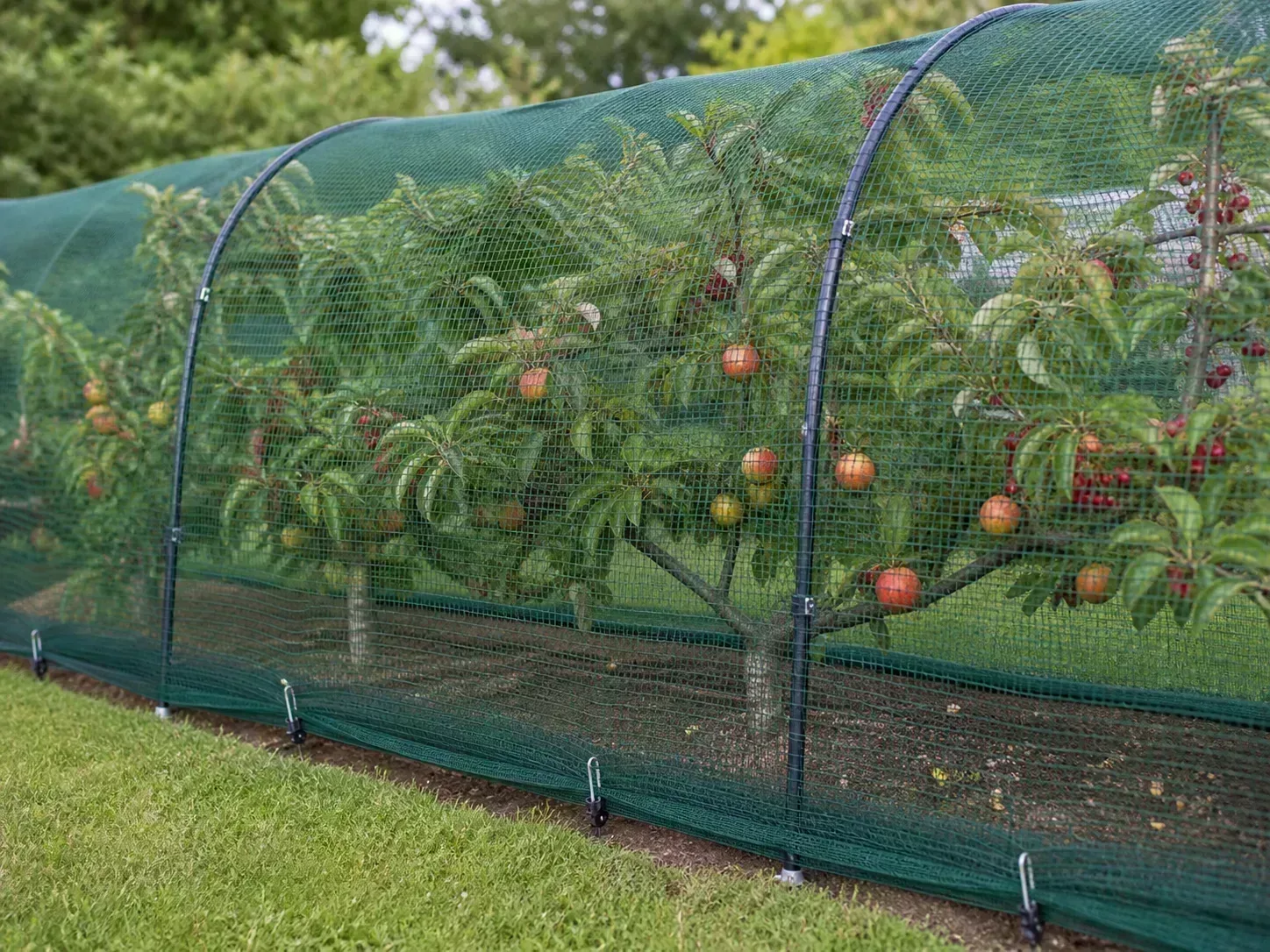 Taut bird netting creating a supported exclusion barrier around an outdoor fruit tree