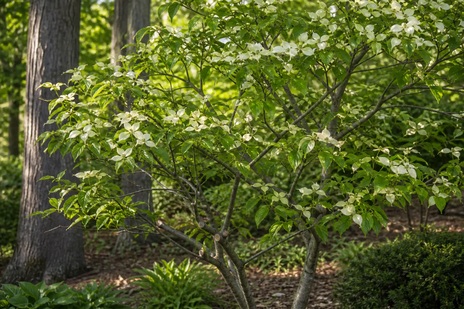 A flowering dogwood shows why a tree's bloom cycle matters when choosing a pruning window