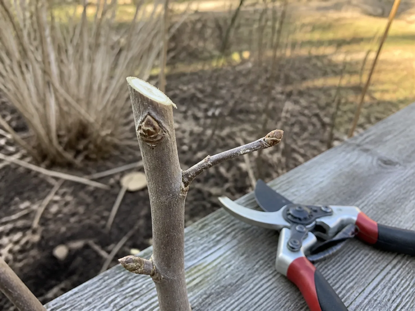 A clean pruning cut made just outside the branch collar on dormant woody growth