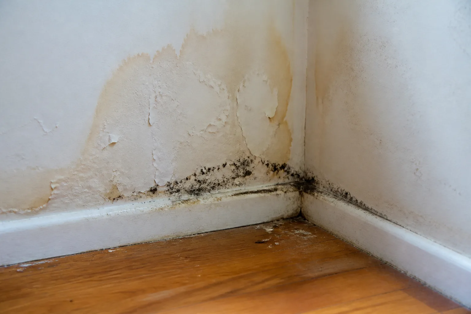 Mold growth and water damage on wallboard above a wood floor, a sign to investigate beyond the surface